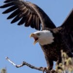 10 Surprising Bird Misconceptions Debunked!