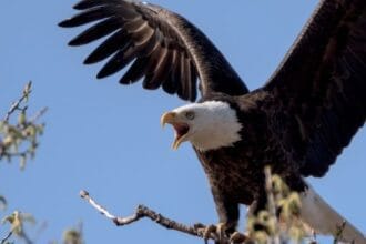 10 Surprising Bird Misconceptions Debunked!