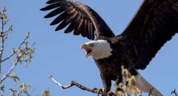 10 Surprising Bird Misconceptions Debunked!