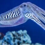 Animal Kingdom's 10 Wildest New Discoveries!