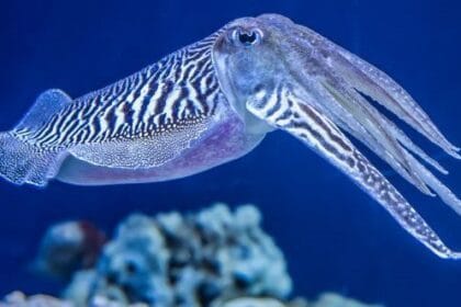 Animal Kingdom's 10 Wildest New Discoveries!