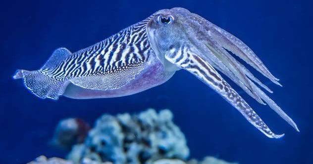 Animal Kingdom's 10 Wildest New Discoveries!