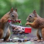 Animal Mischief: 10 Hilarious Tales of Critter Capers