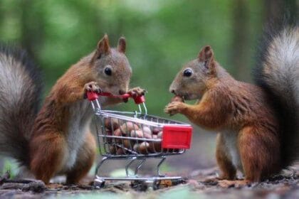 Animal Mischief: 10 Hilarious Tales of Critter Capers