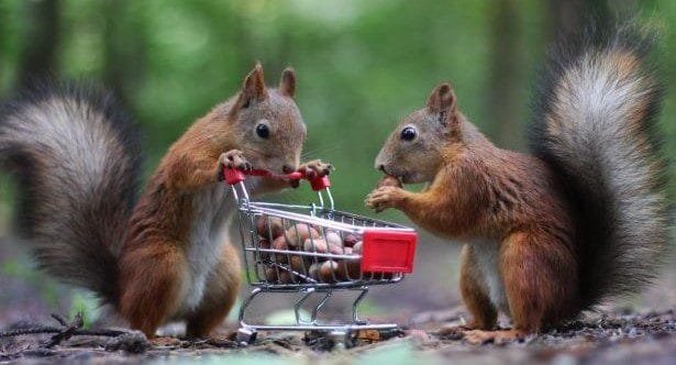 Animal Mischief: 10 Hilarious Tales of Critter Capers