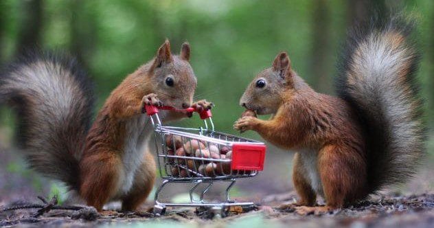 Animal Mischief: 10 Hilarious Tales of Critter Capers