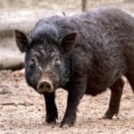 10 Unusual Deaths in History: Molten Gold & Pig Accidents!