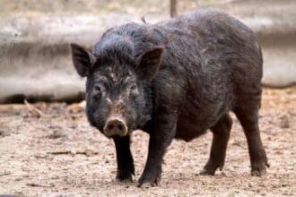 10 Unusual Deaths in History: Molten Gold & Pig Accidents!