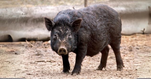 10 Unusual Deaths in History: Molten Gold & Pig Accidents!