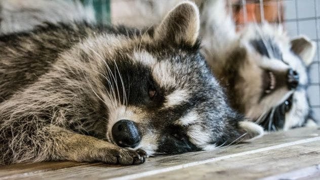 raccoons at a birthday party