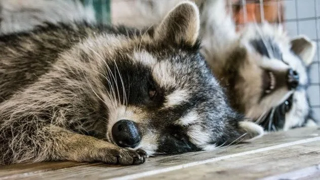 raccoons at a birthday party