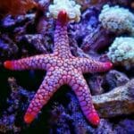 Ocean's Rx: 10 Amazing Sea-Based Medical Discoveries