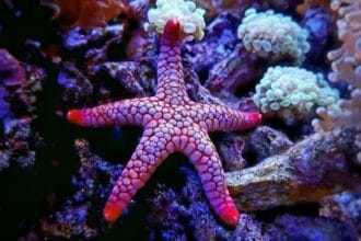 Ocean's Rx: 10 Amazing Sea-Based Medical Discoveries