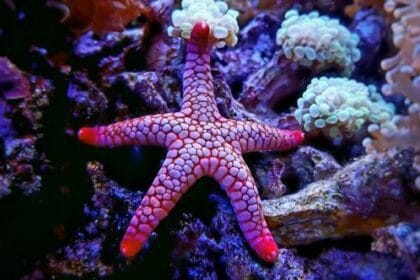 Ocean's Rx: 10 Amazing Sea-Based Medical Discoveries