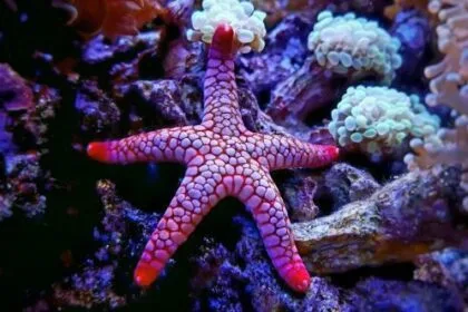 Ocean's Rx: 10 Amazing Sea-Based Medical Discoveries