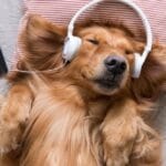 Animal Harmony: 10 Cases of Music Bridging Species