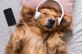 Animal Harmony: 10 Cases of Music Bridging Species