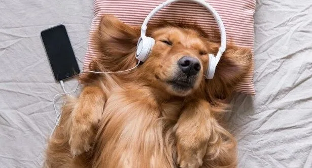 Animal Harmony: 10 Cases of Music Bridging Species