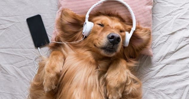 Animal Harmony: 10 Cases of Music Bridging Species