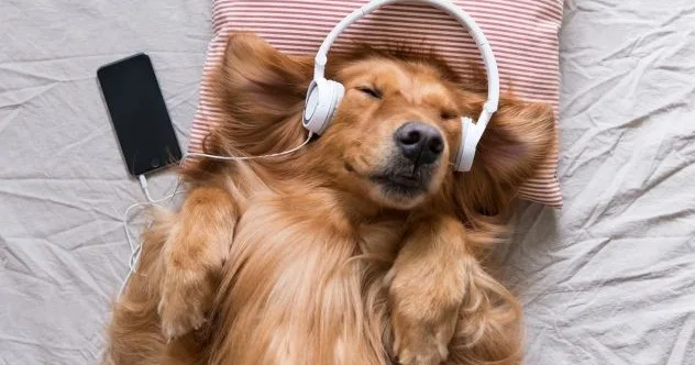 Animal Harmony: 10 Cases of Music Bridging Species