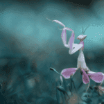 10 Animals That Master Biomimicry for Survival