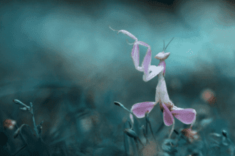 10 Animals That Master Biomimicry for Survival