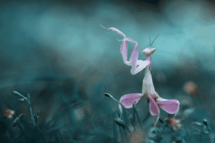 10 Animals That Master Biomimicry for Survival