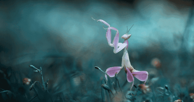 10 Animals That Master Biomimicry for Survival