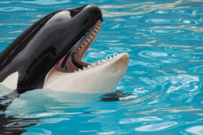 Docs That Dared: 10 Films Shifting Perspectives