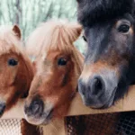 Political Promises: Top 10 Strangest Campaign Stunts