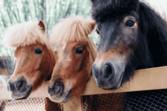 Political Promises: Top 10 Strangest Campaign Stunts