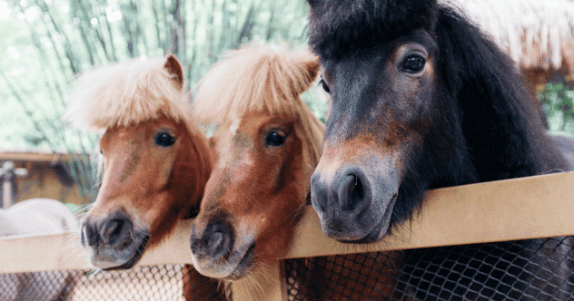 Political Promises: Top 10 Strangest Campaign Stunts