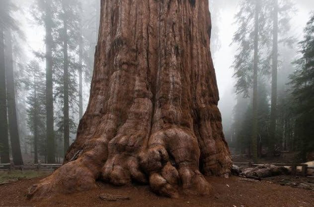 Giant Sequoia Tree