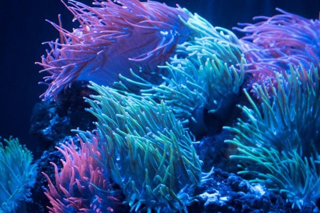 Sea Anemones