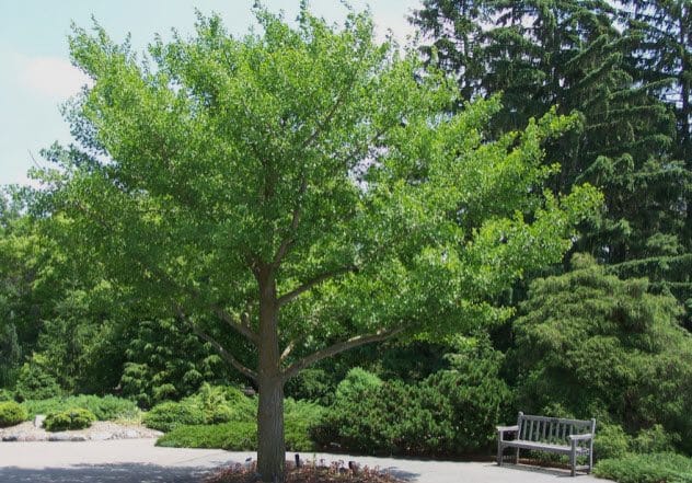 Gingko Biloba Tree