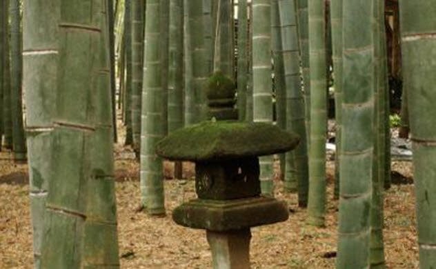 Tortoise-Shell Bamboo
