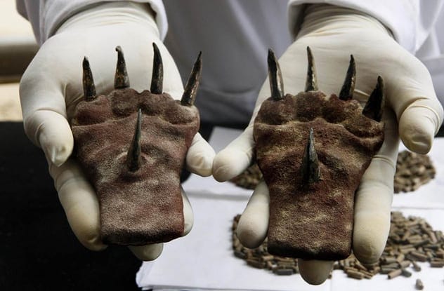 Metal cat claws discovered in Peru