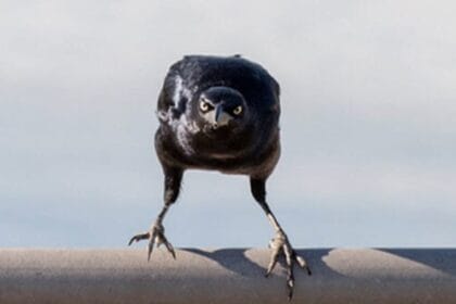 Crow Facts: 10 Surprising Things You Didn't Already Know