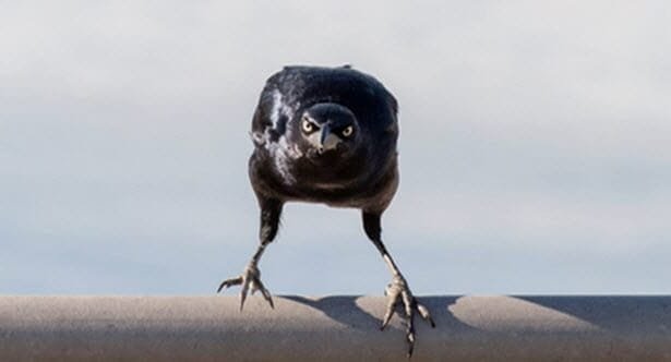 Crow Facts: 10 Surprising Things You Didn't Already Know