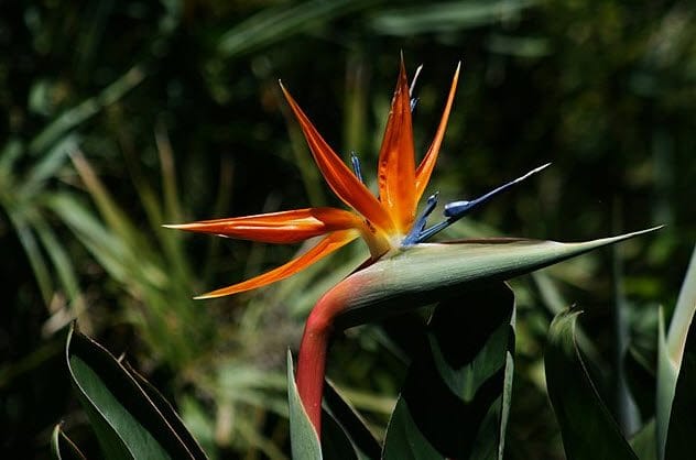 Bird of Paradise Flower
