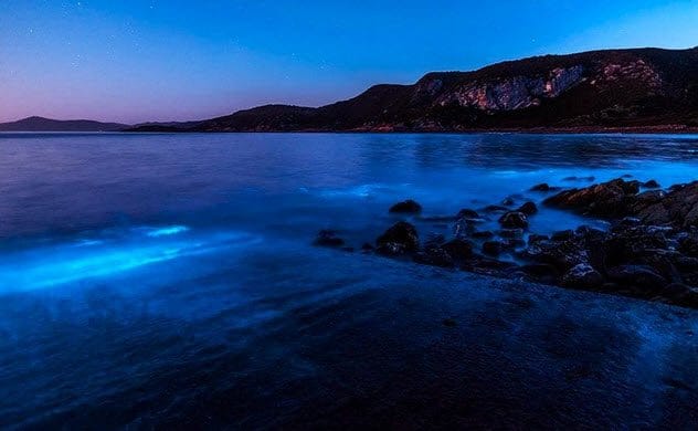 Sea Sparkle Algae