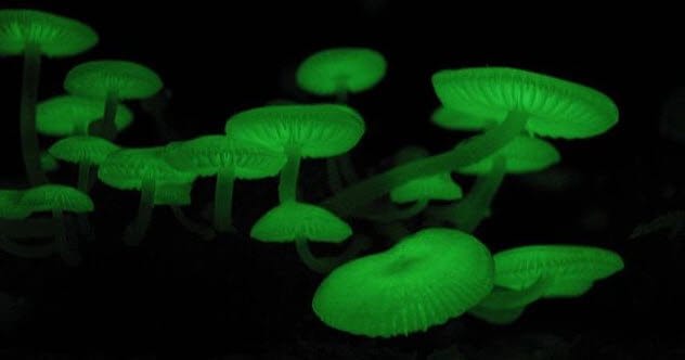 Glowing Mushroom