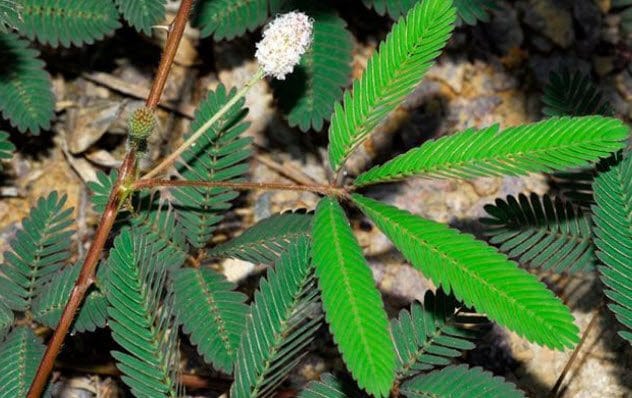 Mimosa Pudica Plant