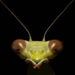 Strange Love: Top 10 Bizarre Animal Mating Rituals