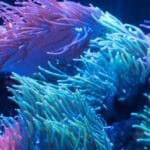 10 Real Plants That Resemble the World of 'Avatar'