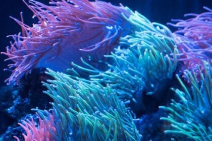 10 Real Plants That Resemble the World of 'Avatar'