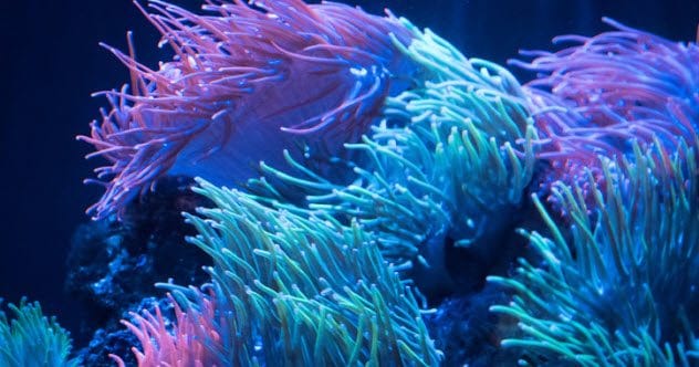 10 Real Plants That Resemble the World of 'Avatar'