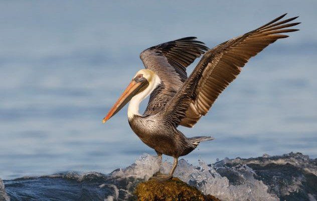 Pelicans on Alcatraz Island