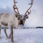 10 Weird Migration Facts That Will Surprise You