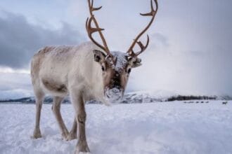 10 Weird Migration Facts That Will Surprise You